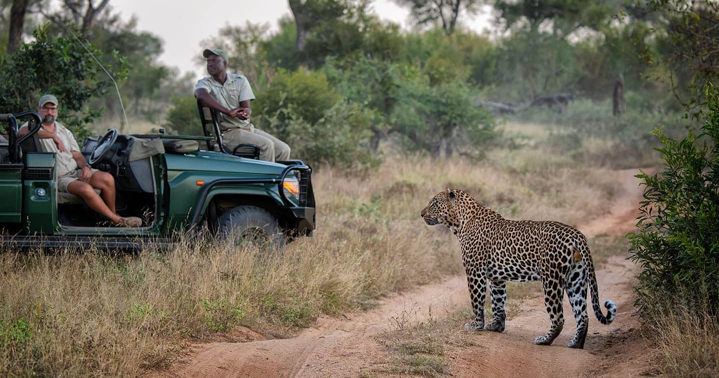 Leopard in Sabi Sand Nature Reserve - South Africa